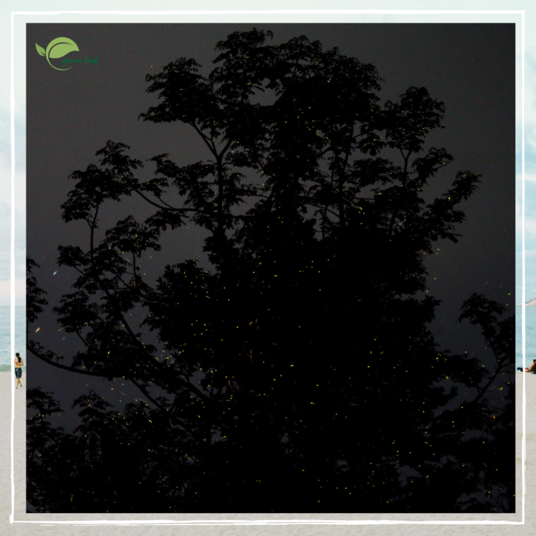 "At night, during a Greenleaf camping event near Pune, the silhouette of a large tree is lit up by the glow of many fireflies."