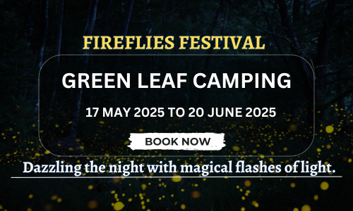 Fireflies Festival